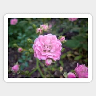 Pink Rose Sticker